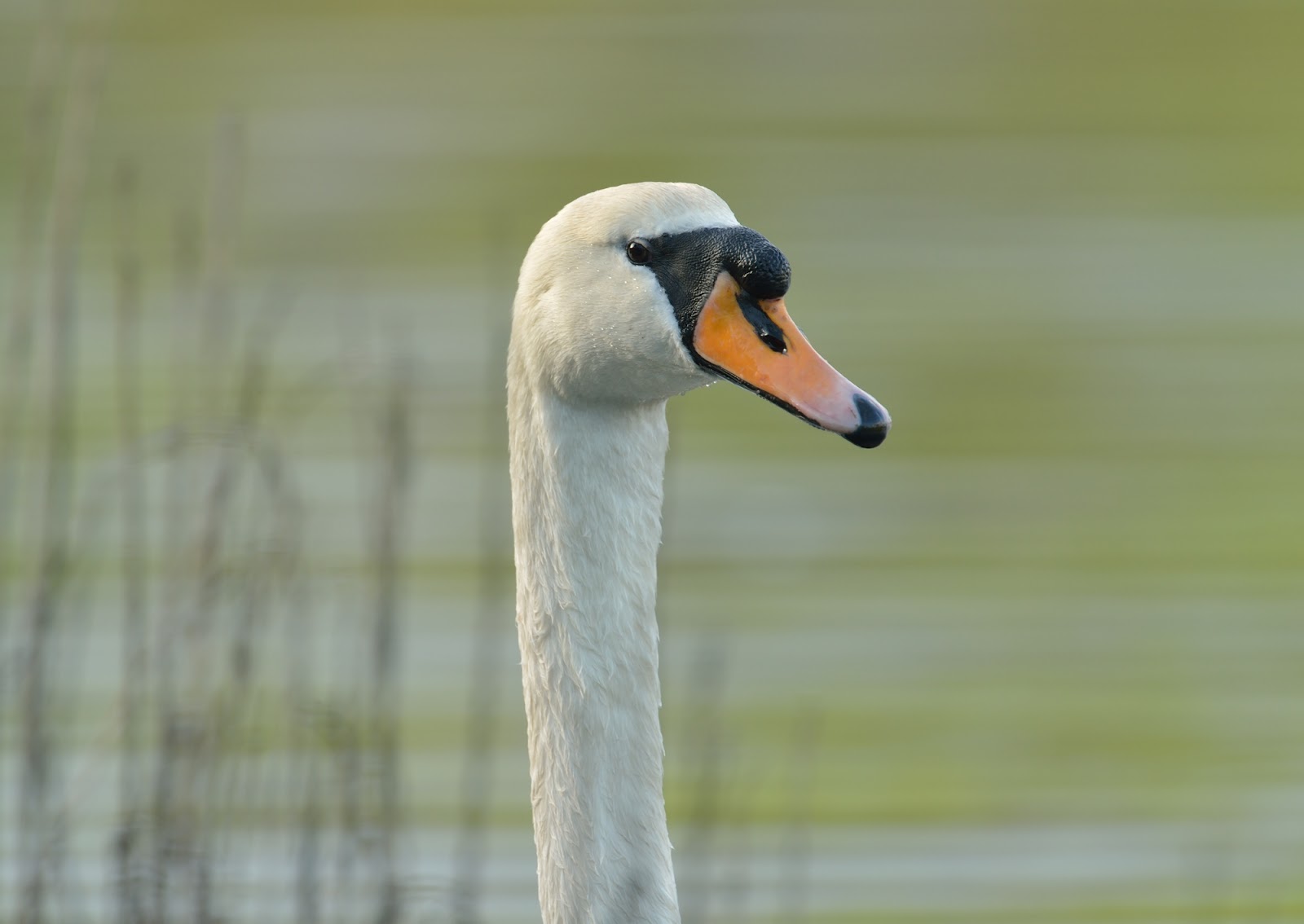 Mute Swan Pic For Mac Mute Swan Pic For Mac
